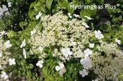 Hydrangea Anomala subsp. Petiolaris Brookside Little Leaf