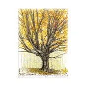 Sugar Maple Botanical — Glen Arbor Artisans