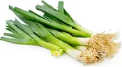 American Flag Leek Seed (Allium ampeloprasum)