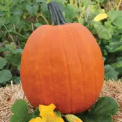 Apollo Pumpkin Hybrid