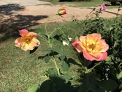 Joseph's Coat — K and M Nursery