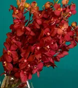 Garnet Orchid Bouquet