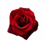 Add 3 Roses