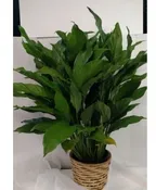 10" PEACE LILY PLANT (SPATHIPHYLLUM)