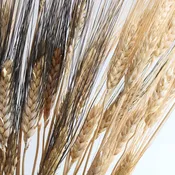 Dried Bearded Wheat