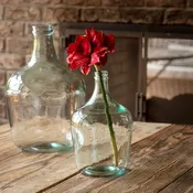 Amaryllis- Red
