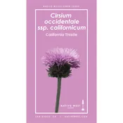 Cirsium occidentale ssp. californicum (California Thistle) Seeds — Native West Nursery - California Native Plants