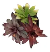 Chick Charms® Trio - Candied Campfire™ Hen & Chicks