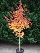 Flashfire Sugar Maple