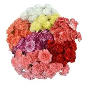 700 Carnation Assorted Flower