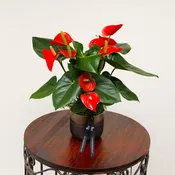 Anthurium Plant