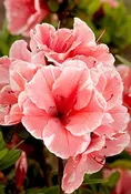 AZALEA ENCORE AUTUMN SUNBURST (3 GALLON) azalea x ‘encore’