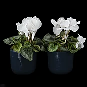 Double Cyclamen Plants