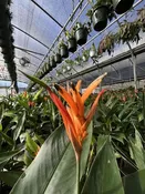Heliconia psittacorum 'Choconiana' — Excelsa Gardens
