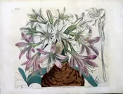 1443 (Brunsfigia) The Botanical Magazine. London, 1812.