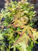 Acer palmatum 'Golden Falls' Japanese Maple