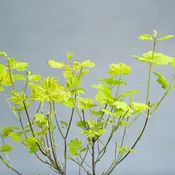 Acer circinatum 'Sunglow' Japanese Maple