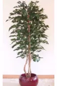 Ficus Tree