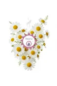 Chamomile, Roman