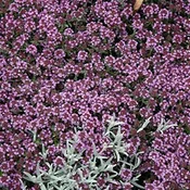‘Pink Chintz’ Creeping Thyme