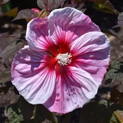 ‘Cherry Choco Latte’ Hibiscus #3