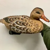 FULLY FLOCKED Natural Swimmer – MALLARD HEN MOD 1