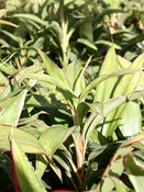 White Baby Doll Hawaiian Ti Plant (cordyline)