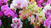 Large Designer’s Choice Orchid Plant