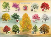 Highland Creek Puzzles Native Trees of Tennessee Jigsaw Puzzle