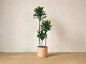 Dracaena JC v. Compacta — Mother Co., Plants