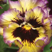 'Frizzle Sizzle Lemonberry' Ruffled Pansy (Viola)