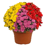 12" Planter Mumbo Stellar #2