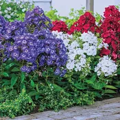 4th of July Tall Phlox Mixture