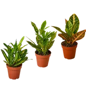 3 Croton Variety Pack / 4" Pot / Live Plant / House Plant