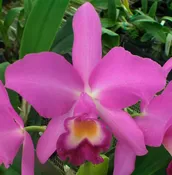 Blc. Ann Williams