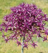 Alliums – Miami