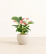 Anthurium Pink