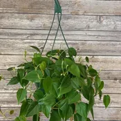 Philodendron Hanging Basket