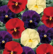 804 Pansy & Viola - Delta Wine and Cheese Mix