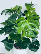 Monstera Deliciosa