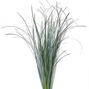 Bear Grass