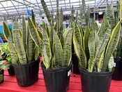 10" Sansevieria Trifasciata Laurentii