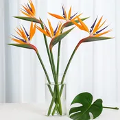 Birds of Paradise (Premium)