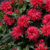MONARDA SUGAR BUZZ 'CHERRY POPS'