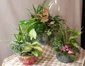 DISH GARDEN