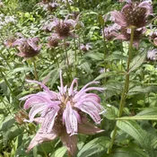 Monarda bradburniana