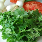 Slo-Bolt Cilantro