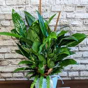 Traditional Peace Lily - 6" Planter