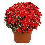 14" Mum Planter Stellar Red