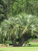 XL Hardy Feather Leaf Pindo Jelly Palm Tree (butia capitata)